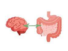 Cerveau et intestin : comprendre la connexion qui influence votre santé mentale et digestive