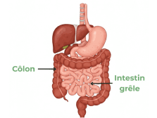Côlon et intestin grêle : rôle, différences et troubles digestifs