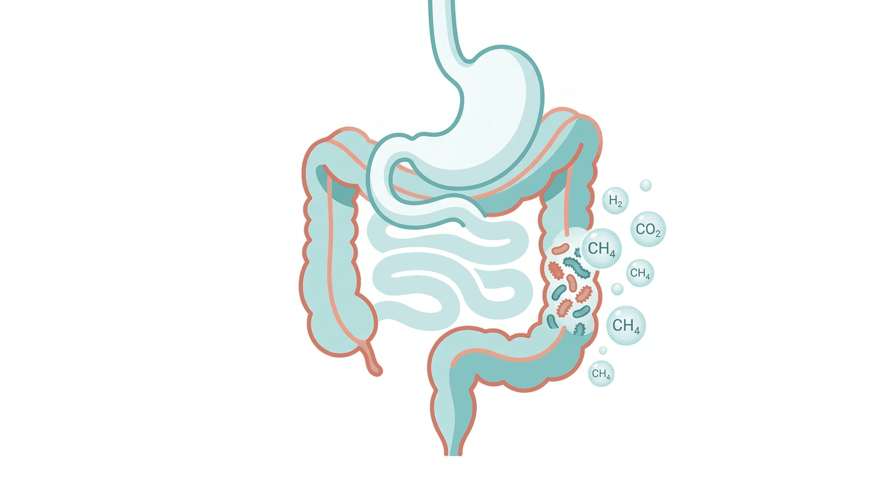 Gaz intestinaux : causes, microbiote et solutions durables