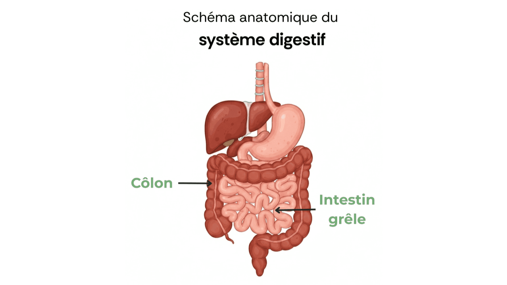 Côlon et intestin grêle : rôle, différences et troubles digestifs