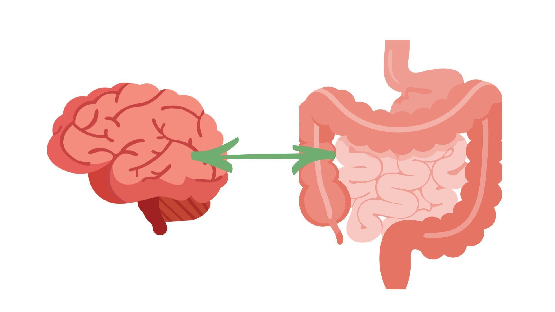 Cerveau et intestin : comprendre la connexion qui influence votre santé mentale et digestive